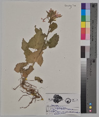 Lunaria annua image