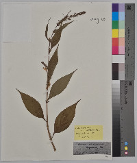 Campanulastrum americanum image