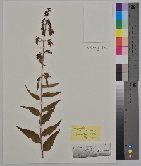 Campanula rapunculus image