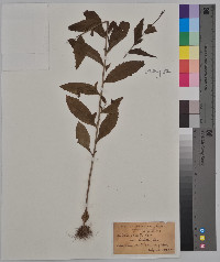 Lobelia spicata var. hirtella image