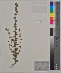 Triodanis perfoliata var. perfoliata image