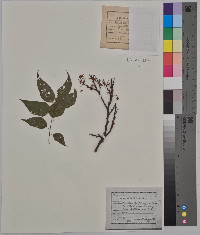 Celtis mississippiensis image