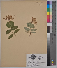 Lonicera ciliosa image