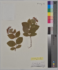 Lonicera hirsuta image