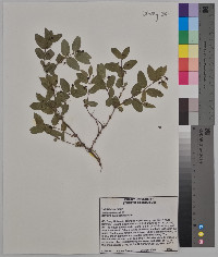 Lonicera morrowii image