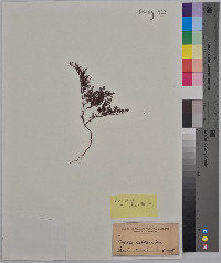 Anychia dichotoma image