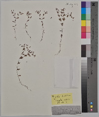 Anychia dichotoma image