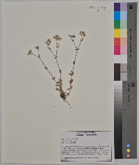 Cerastium viscosum image