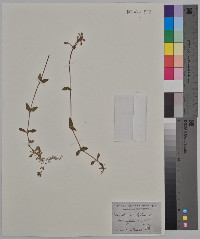 Cerastium fontanum subsp. vulgare image