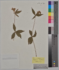 Silene stellata image