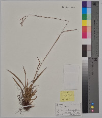 Carex arctata image