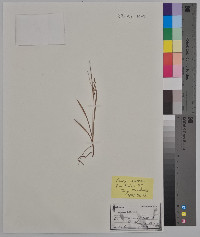 Carex aurea image