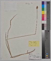 Carex ferruginea image