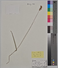 Carex ferruginea image