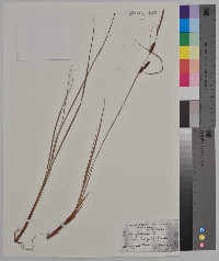 Carex filiformis image