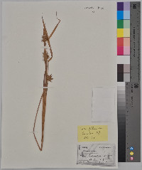 Carex folliculata image