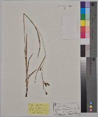 Carex formosa image