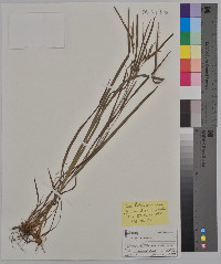 Carex hitchcockiana image