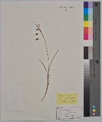 Carex magellanica image