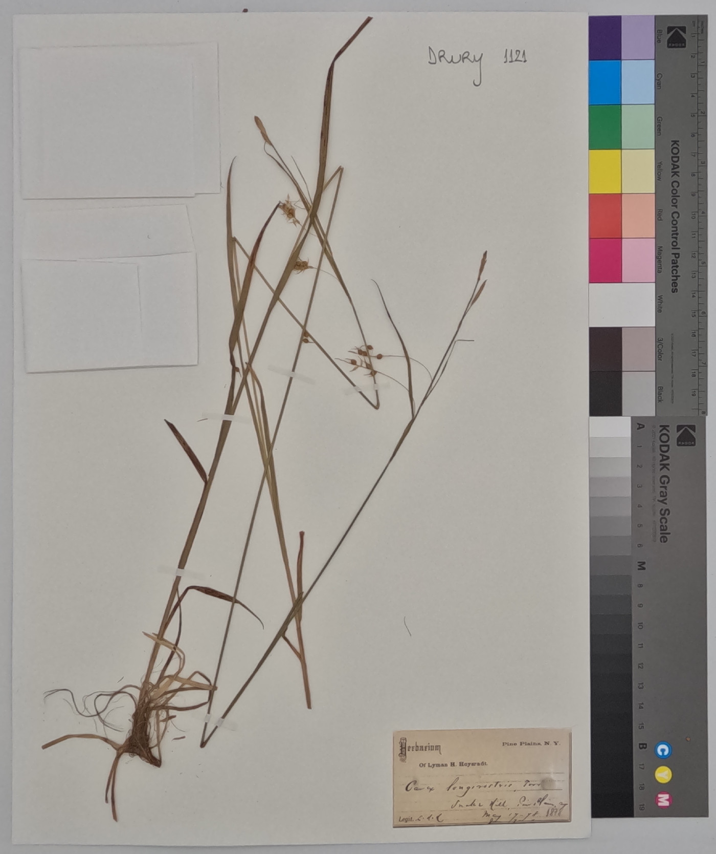 Carex laevigata image