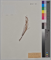 Carex maritima image