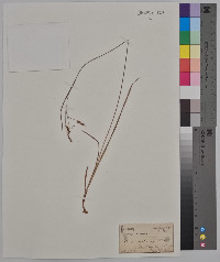 Carex saxatilis image