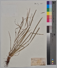 Carex oligocarpa image