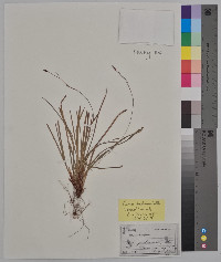 Carex pedunculata image