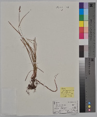 Carex pennsylvanica image