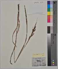 Carex shortiana image