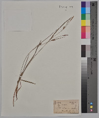 Carex tetanica image