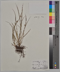 Carex bebbii image