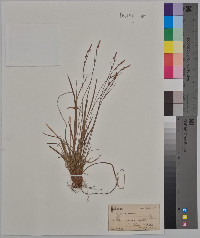 Carex varia image