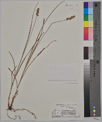 Carex cephaloidea image