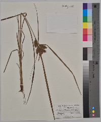 Carex retrorsa image