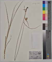 Carex straminea image