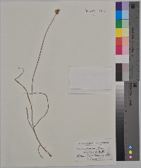 Carex straminea image