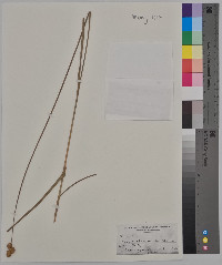 Carex straminea image