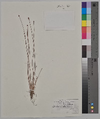 Eleocharis ovata image