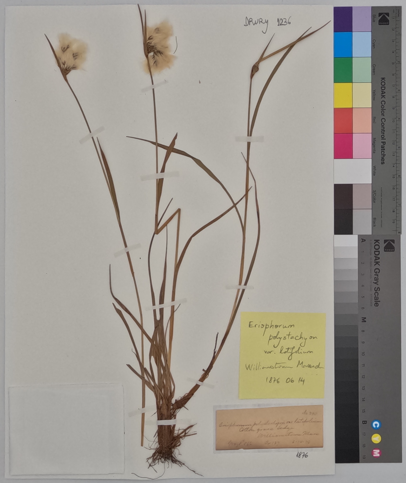 Eriophorum latifolium image