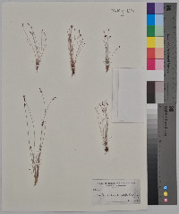 Bulbostylis capillaris subsp. capillaris image