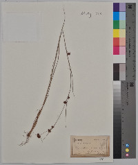 Rhynchospora glomerata image