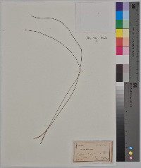 Trichophorum cespitosum image
