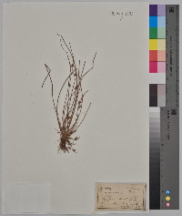 Schoenoplectiella smithii image
