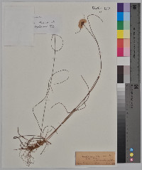 Eriophorum virginicum image