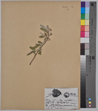 Elaeagnus angustifolia image