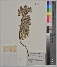 Elaeagnus angustifolia image