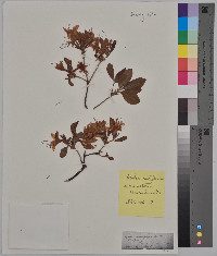 Azalea nudiflora image