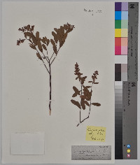 Cassandra calyculata image