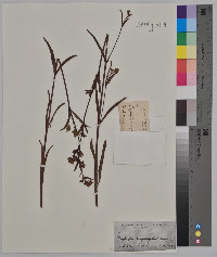 Mirabilis linearis image